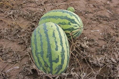 老营盘镇吃瓜群众,吃瓜群众的热闹日常