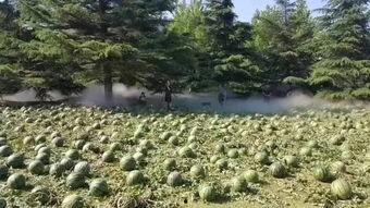 吃瓜群众老田,揭秘娱乐圈幕后故事