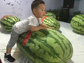 德化吃瓜群众事件,一场网络舆论的风暴与反思